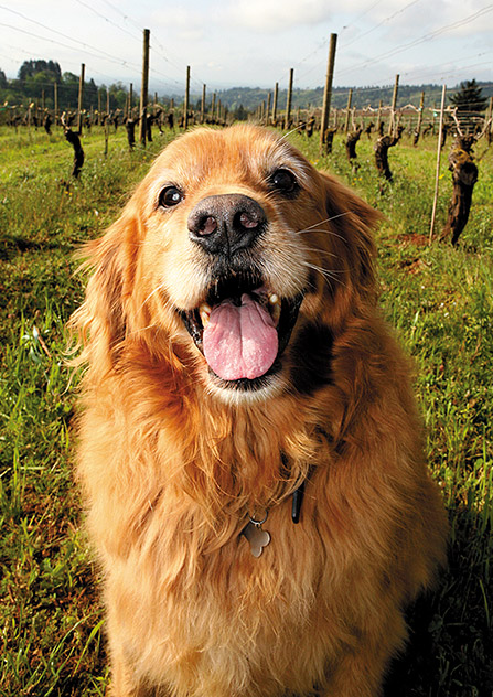 Wine Dogs Greeting Cards