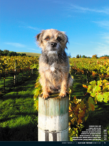 Wine Dogs New Zealand Photo