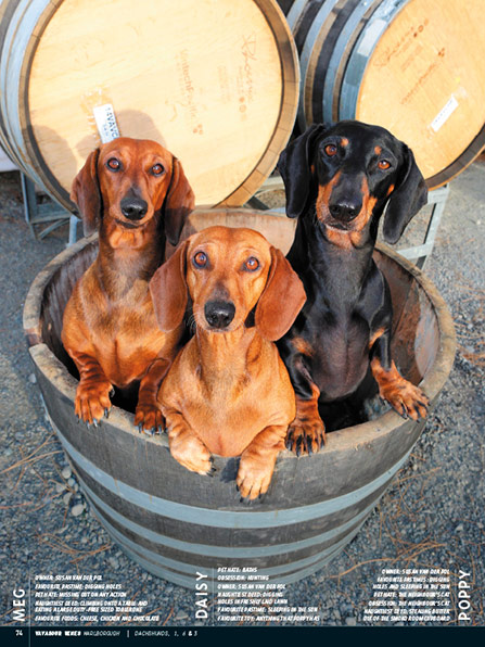 Wine Dogs New Zealand
